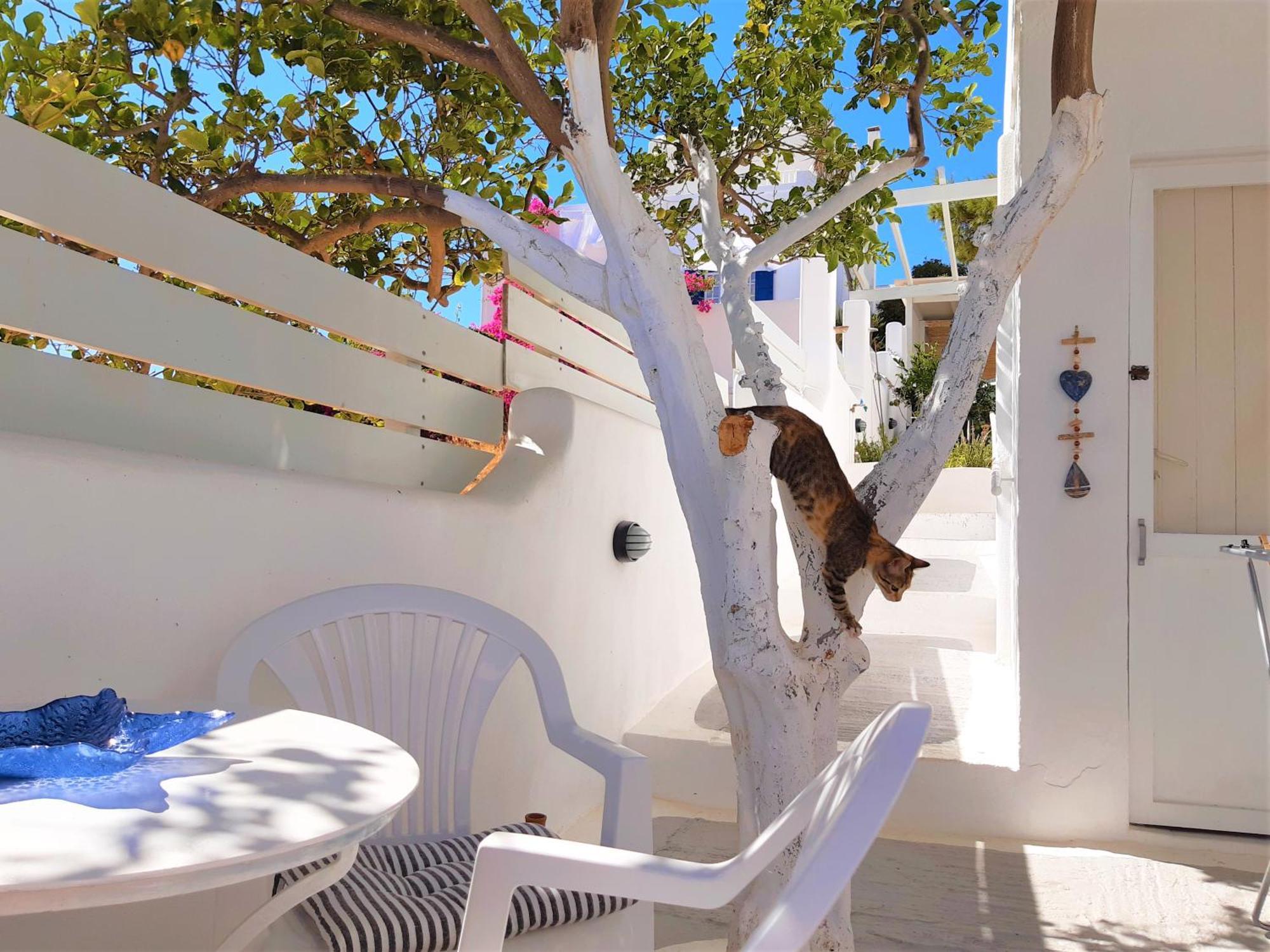 Lemon Tree Maisonette - Naoussa Paros Dış mekan fotoğraf